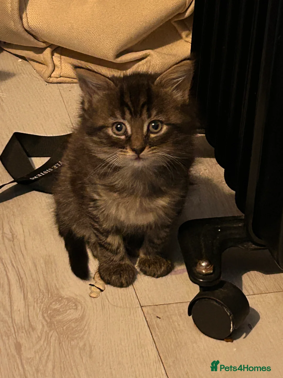 Mixed Breed cats for sale: Gorgeous kittens ❤️ - Advert 5