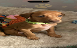 Mixed Breed dogs for sale: Lurcher Saluki x Doberman - Image 2