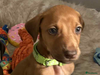 Mixed Breed dogs Lurcher Saluki x Doberman - Advert 1