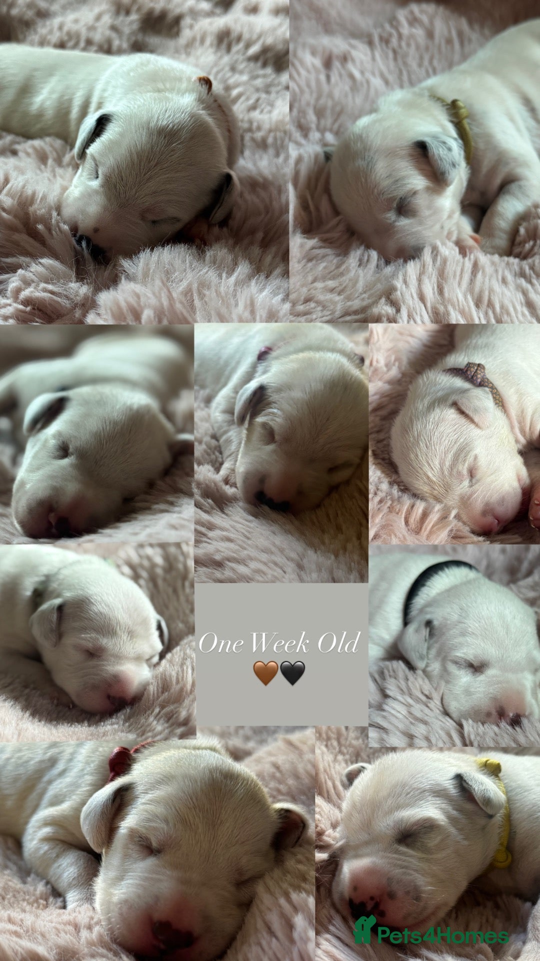 Dalmatian dogs Eagerly Awaited Litter Now Here 💫 - Advert 11