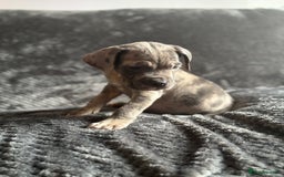 Cane Corso dogs for sale: Beautiful Cane corso Pups  - Image 7