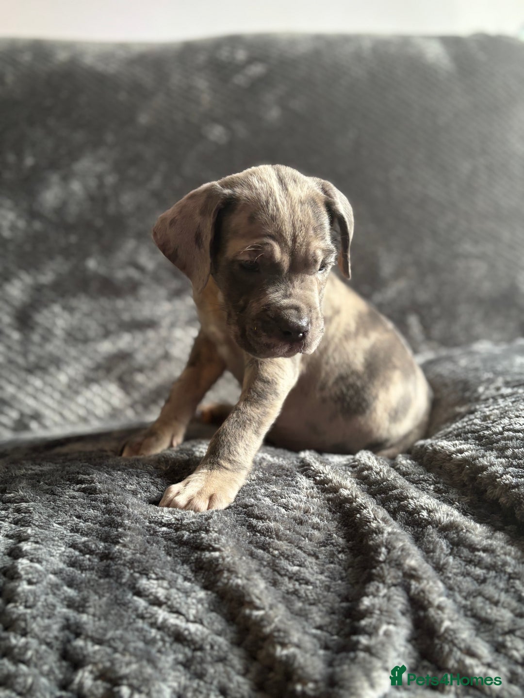 Cane Corso dogs for sale: Beautiful Cane corso Pups  - Image 7