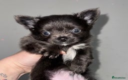 Chihuahua dogs for sale: Long coat Chihuahua puppies - Image 14