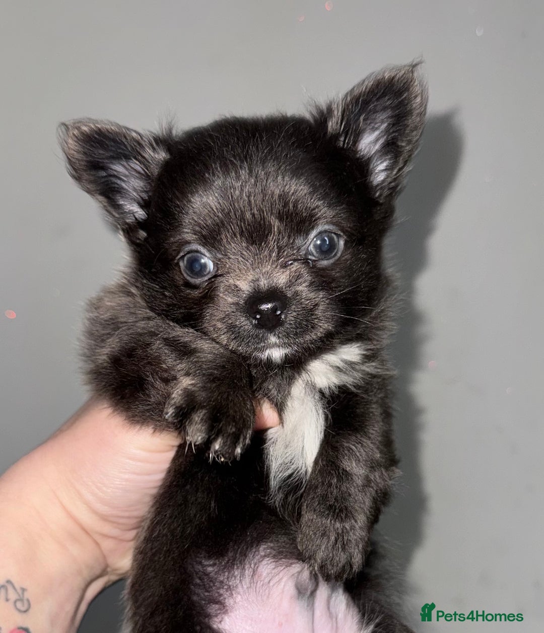 Chihuahua dogs for sale: Long coat Chihuahua puppies - Image 14