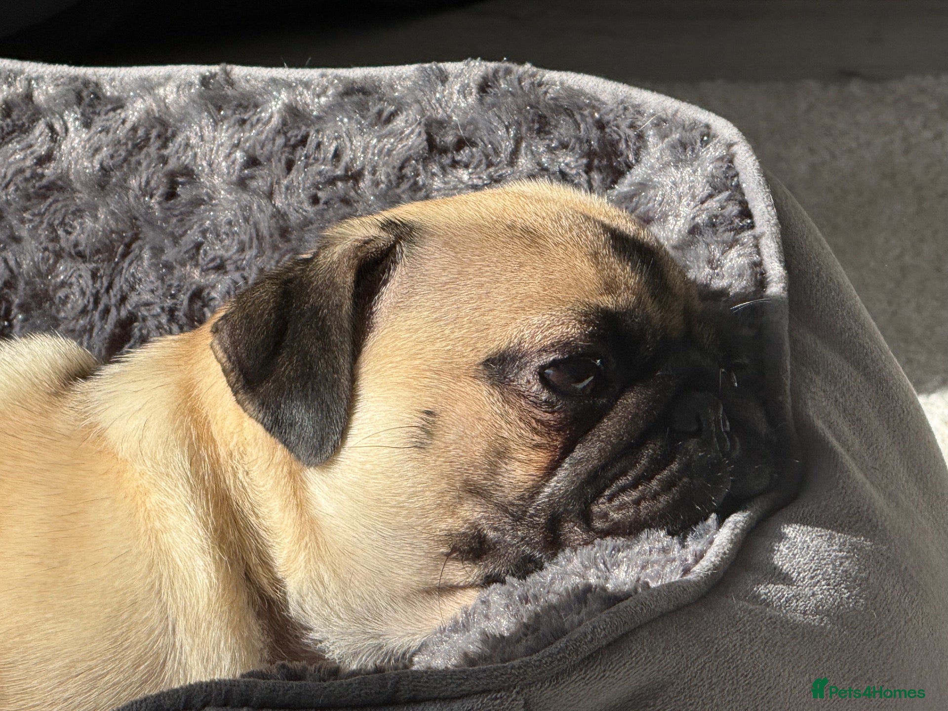 Pug dogs for sale: Pearl - Advert 9