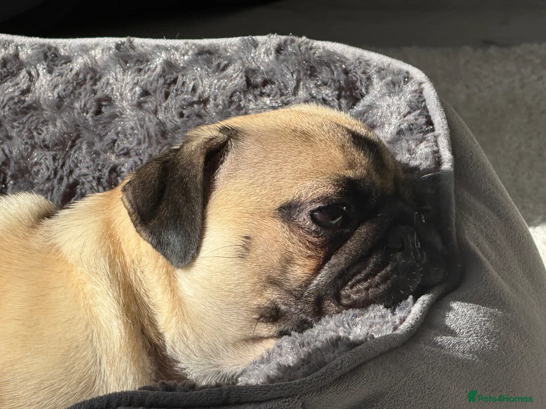Pug dogs for sale: Pearl - Advert 1