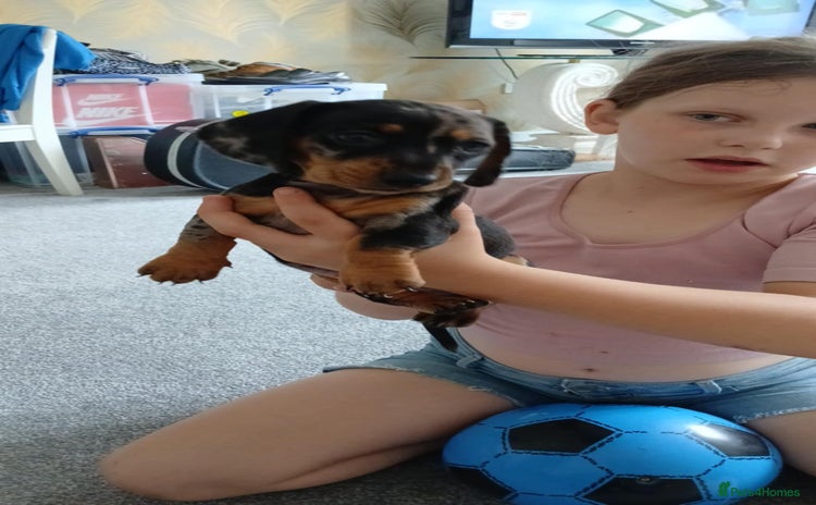 Miniature Dachshund dogs - Advert 1