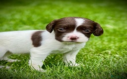 English Springer Spaniel dogs for sale: KC registered, English Springer Spaniel puppies  - Image 7