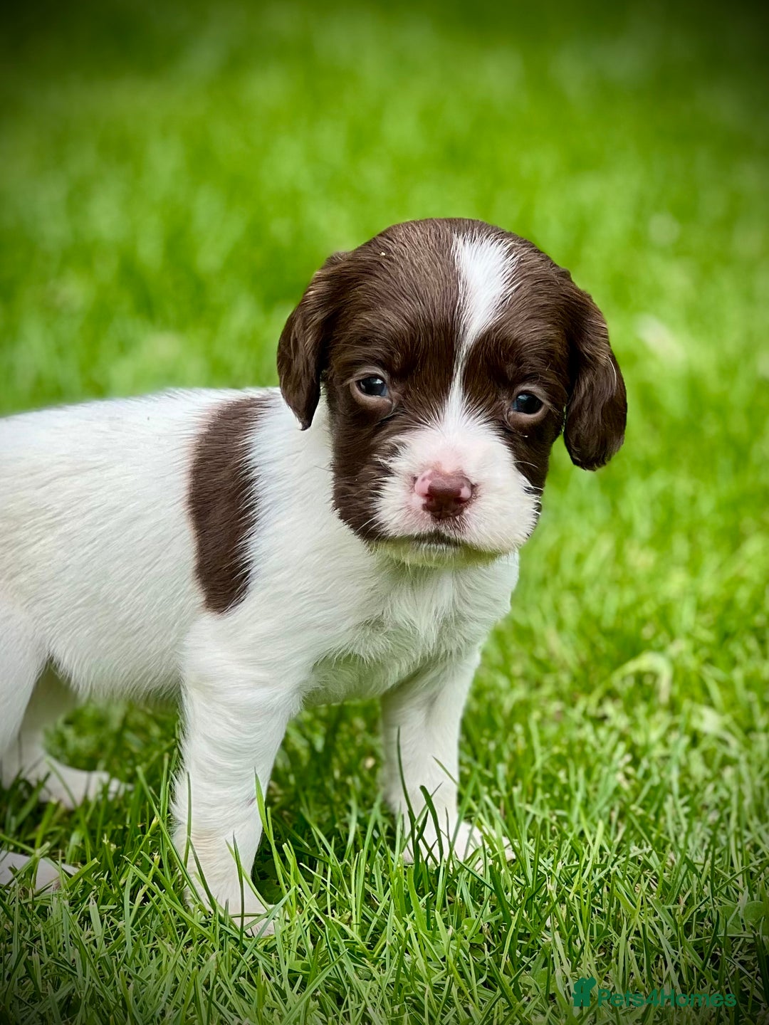 English Springer Spaniel dogs for sale: KC registered, English Springer Spaniel puppies  - Image 7