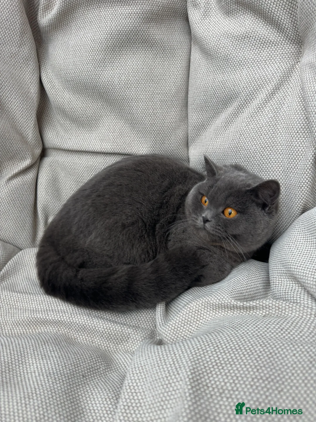 British Shorthair cats for sale: British Shorthair Chunky kittens - Advert 29