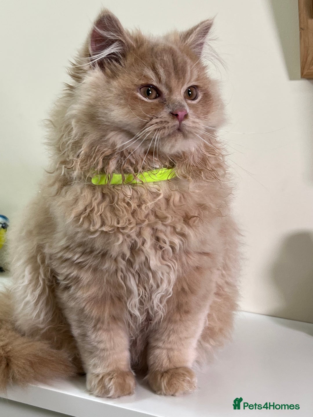 British Shorthair cats for sale: British Longhair & British Shorthair. - Advert 11