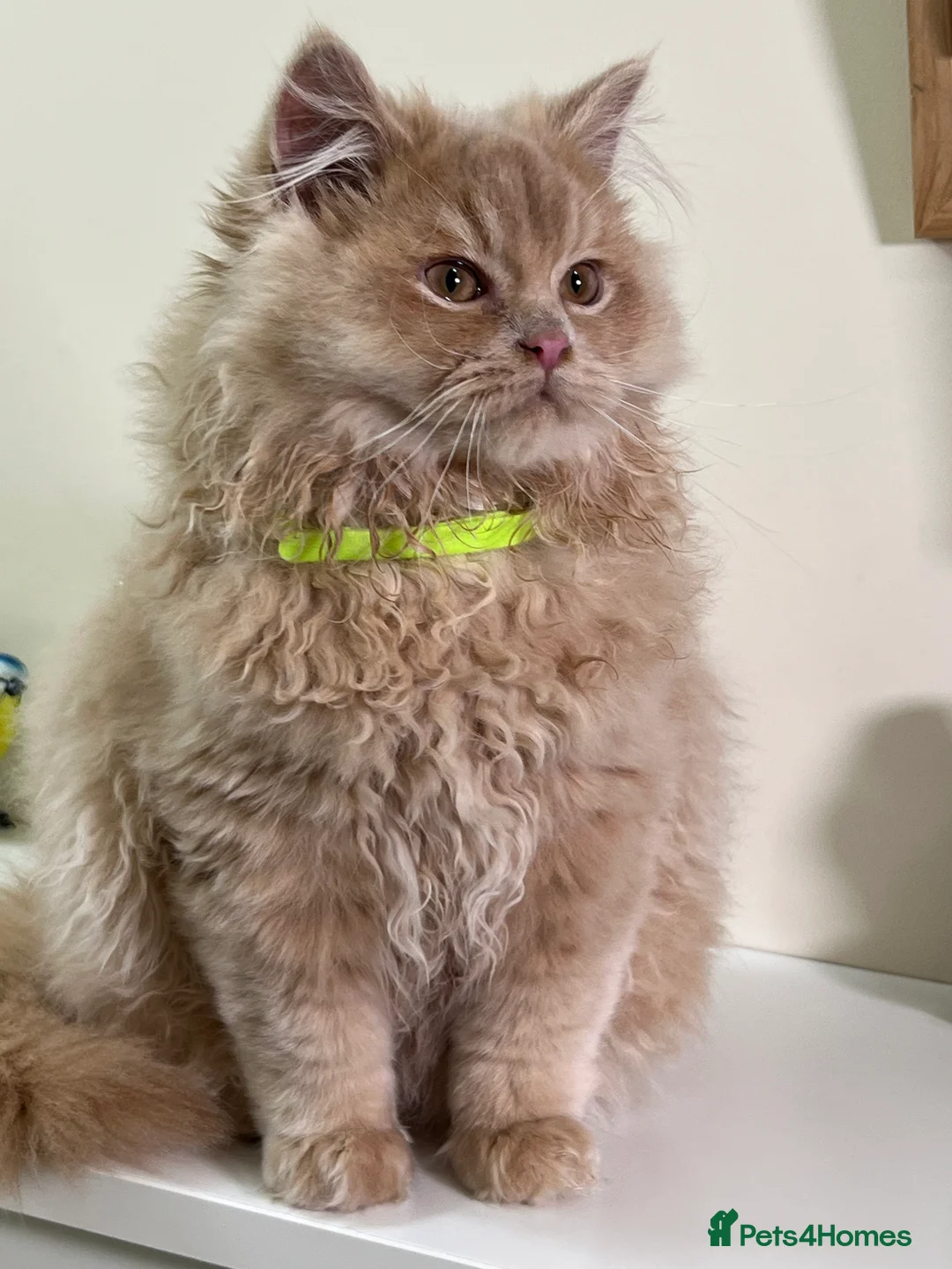 British Shorthair cats for sale: British Longhair & British Shorthair. - Advert 8