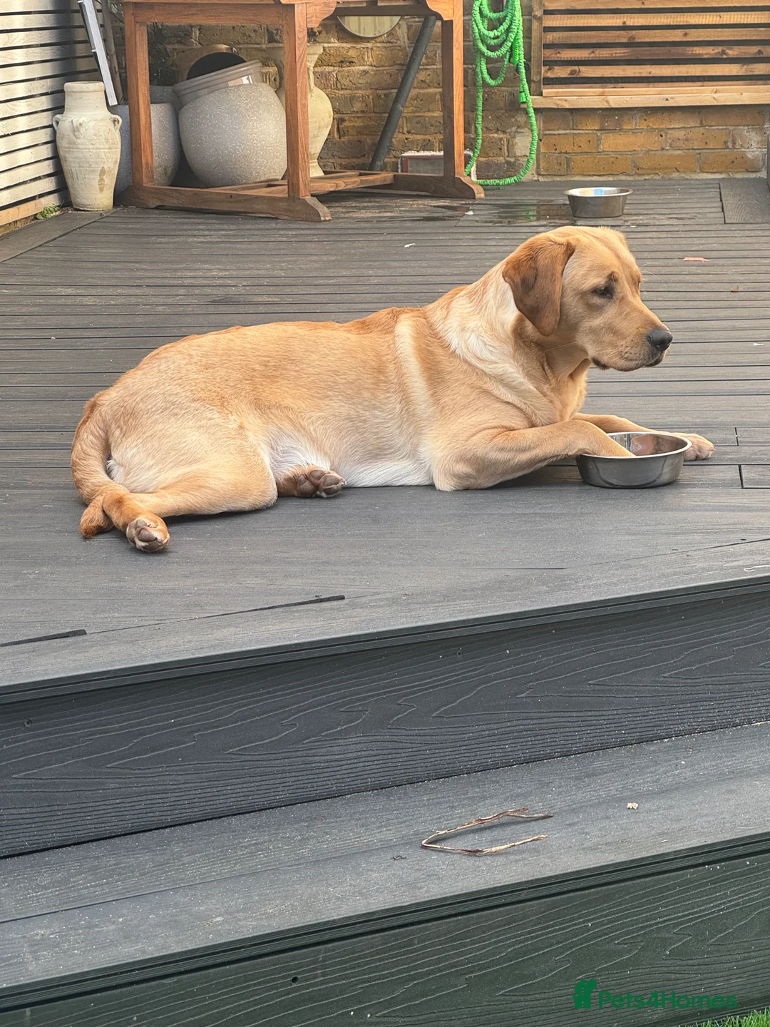 Labrador Retriever dogs for sale: Marley  - Advert 1