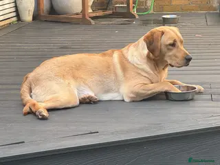 Labrador Retriever dogs Marley - Advert 1