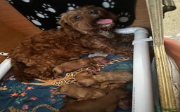 Cavapoo dogs for sale: 🌟 Rare Tiny Toy Cavapoo's F1B - Image 12