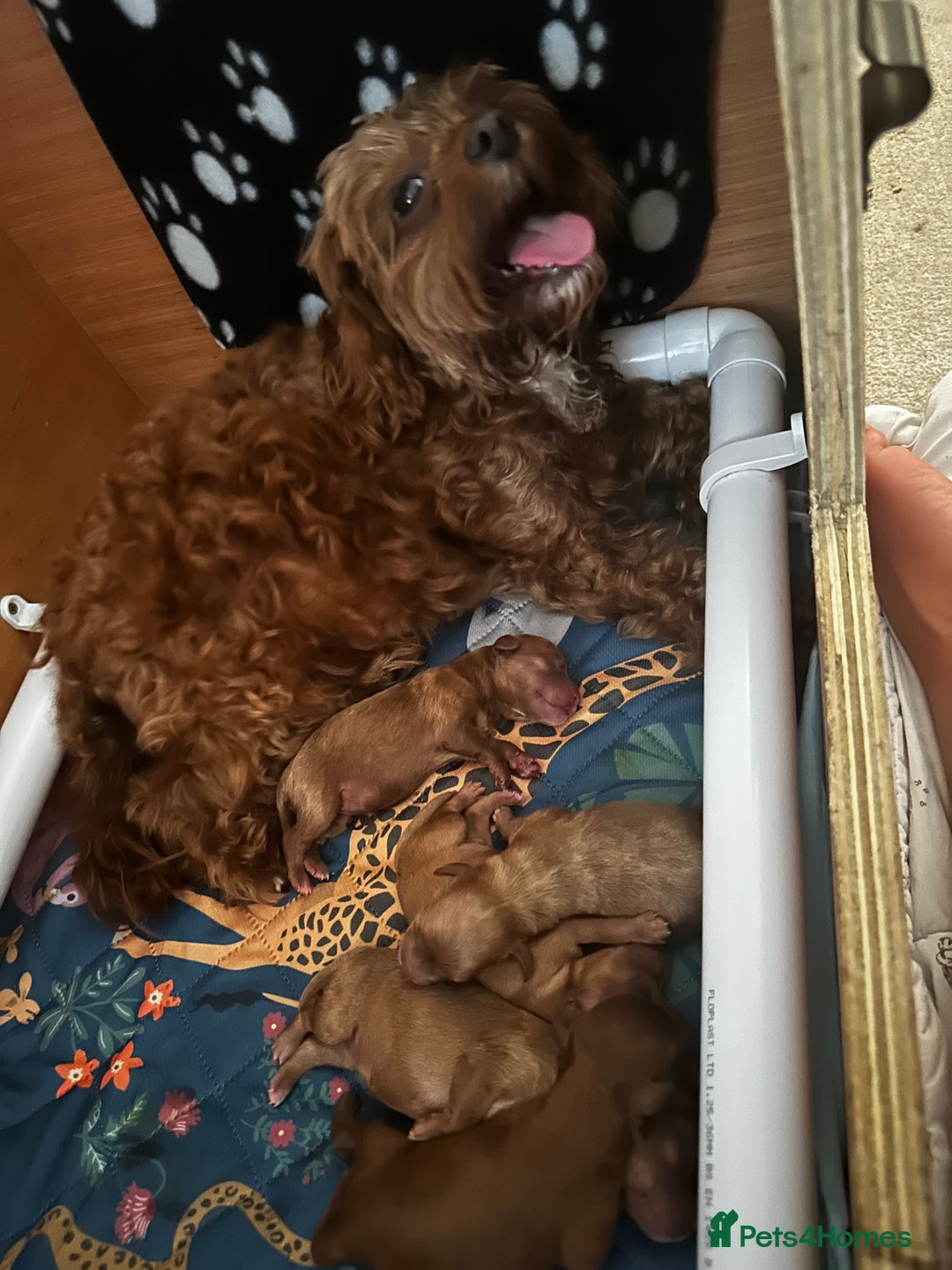 Cavapoo dogs for sale: 🌟 Rare Tiny Toy Cavapoo's F1B - Image 12