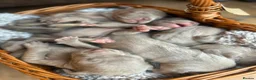 Weimaraner dogs for sale: KC Registered silver Weimaraner puppies in Mold - Advert 3