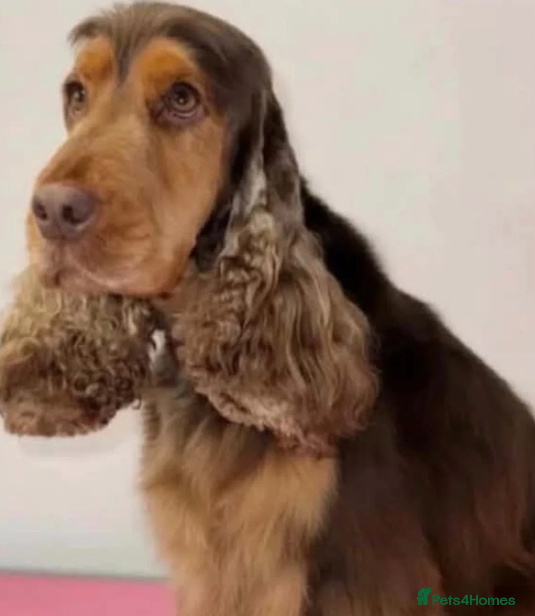 Cocker Spaniel dogs for stud: KC REGISTERED CHOCOLATE SABLE MALE  - Advert 6