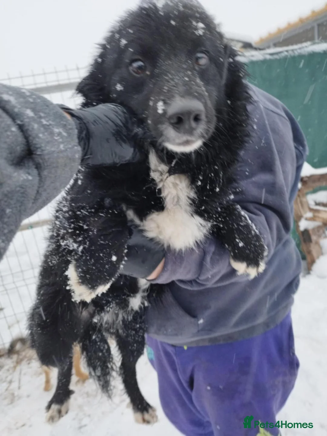 Mixed Breed dogs for adoption: Meet MARK - a very Sweet Boy for a Loving Home - Advert 15