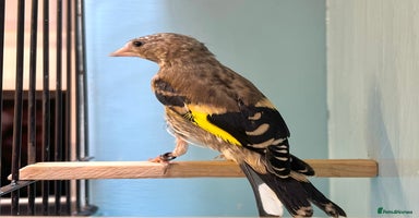 Finches birds - Advert 7