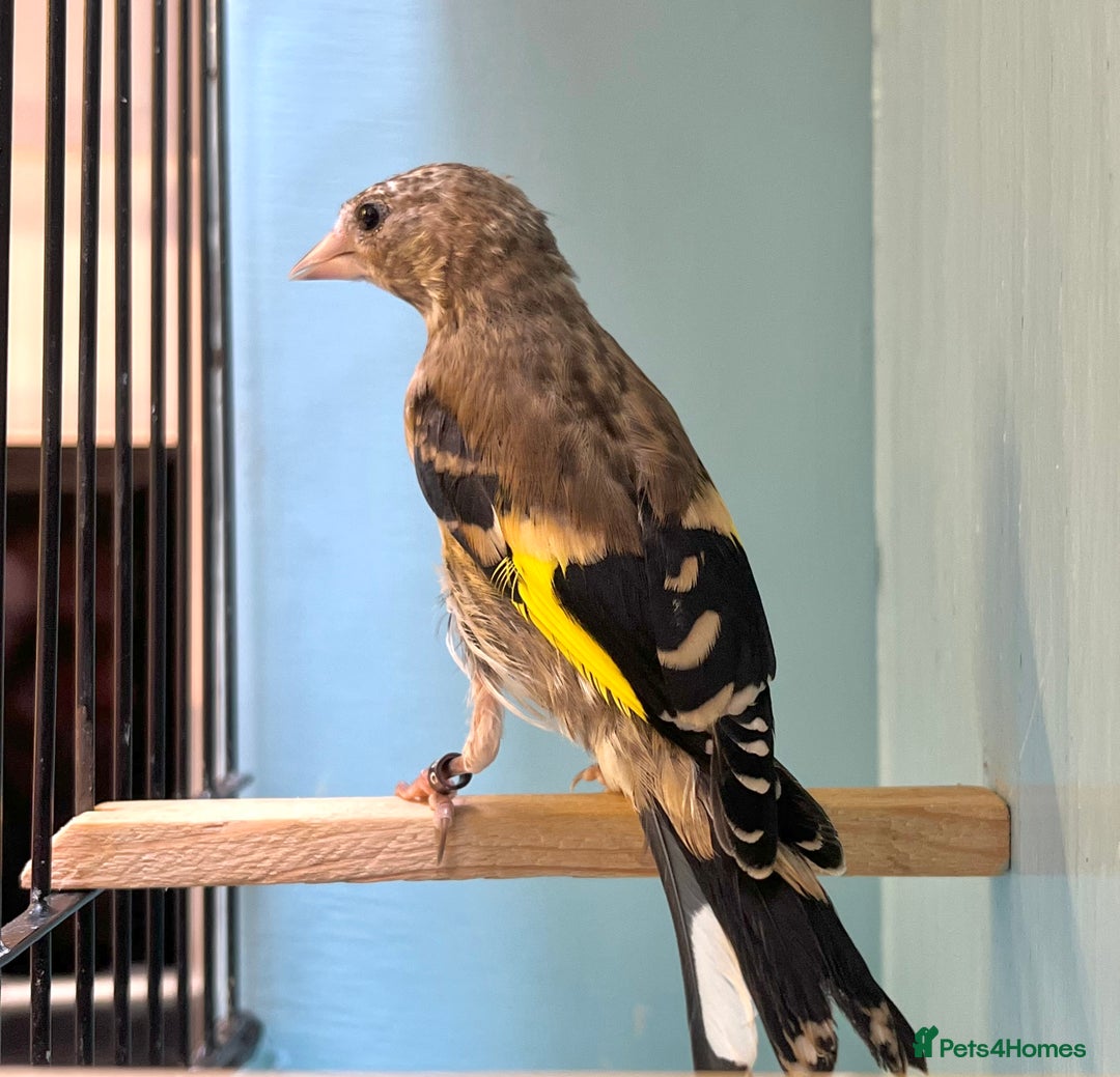 Finches birds for sale: juvenile goldfinches available! 2025 bbc rung!  - Image 2