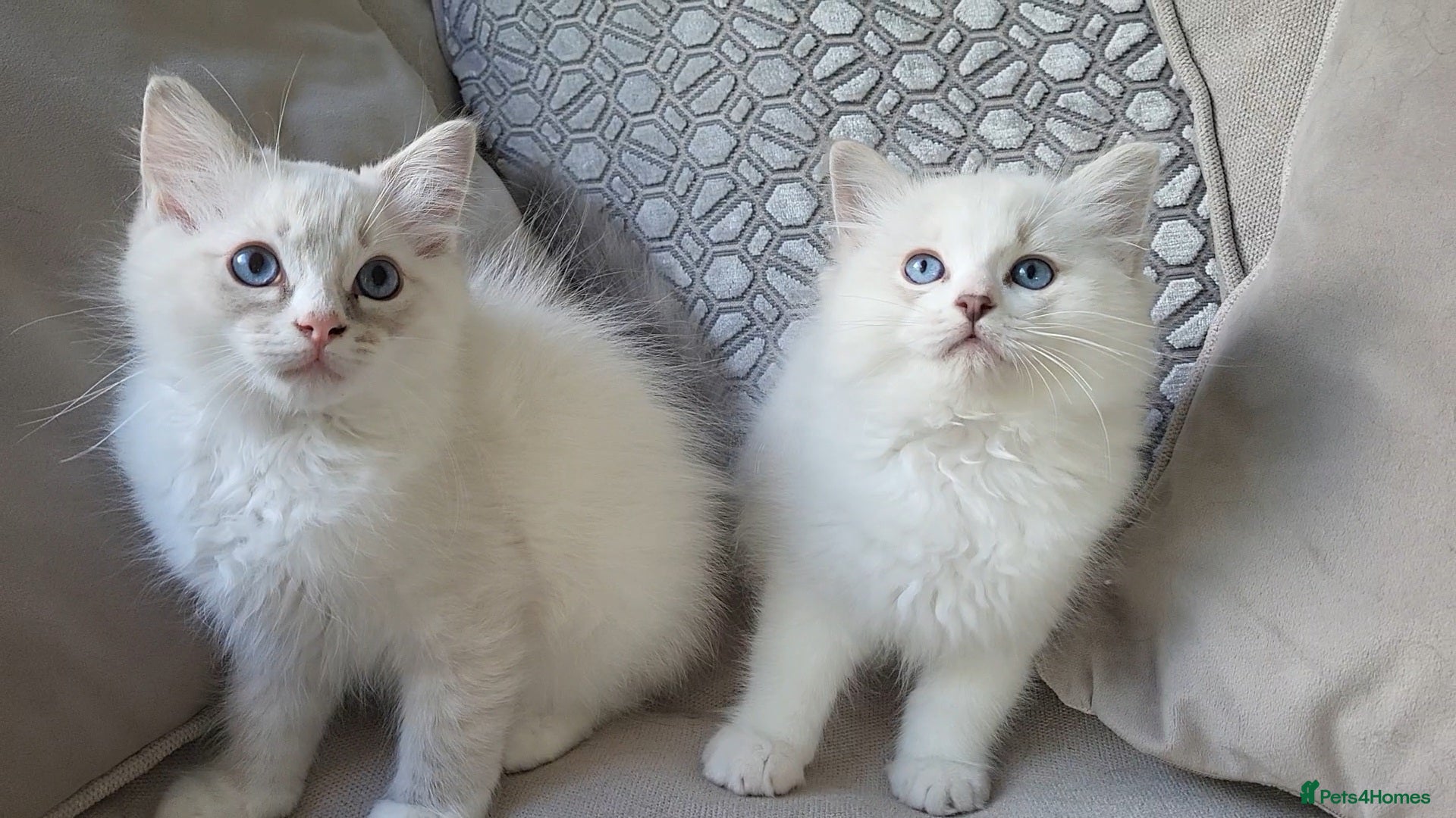 Ragdoll cats Ready to leave, 2x male ragdoll babies  - Advert 2