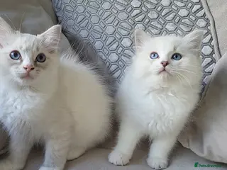 Ragdoll cats Ready to leave, 2x male ragdoll babies - Advert 2