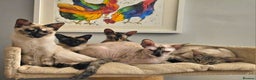 Sphynx cats for sale: Sphynx x Siamese kittens - Advert 6