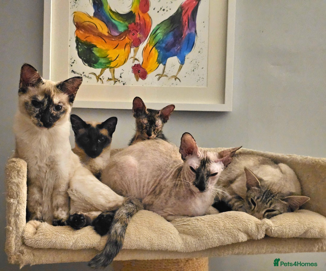 Sphynx cats for sale: Sphynx x Siamese kittens - Advert 6