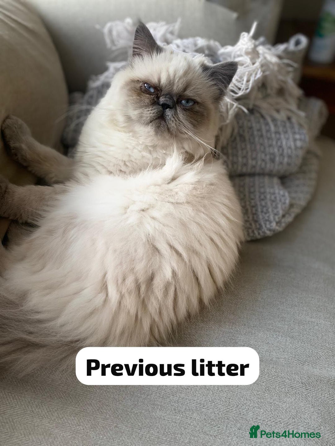 Persian cats for sale: Incredible exotic Persian kittens - Advert 16