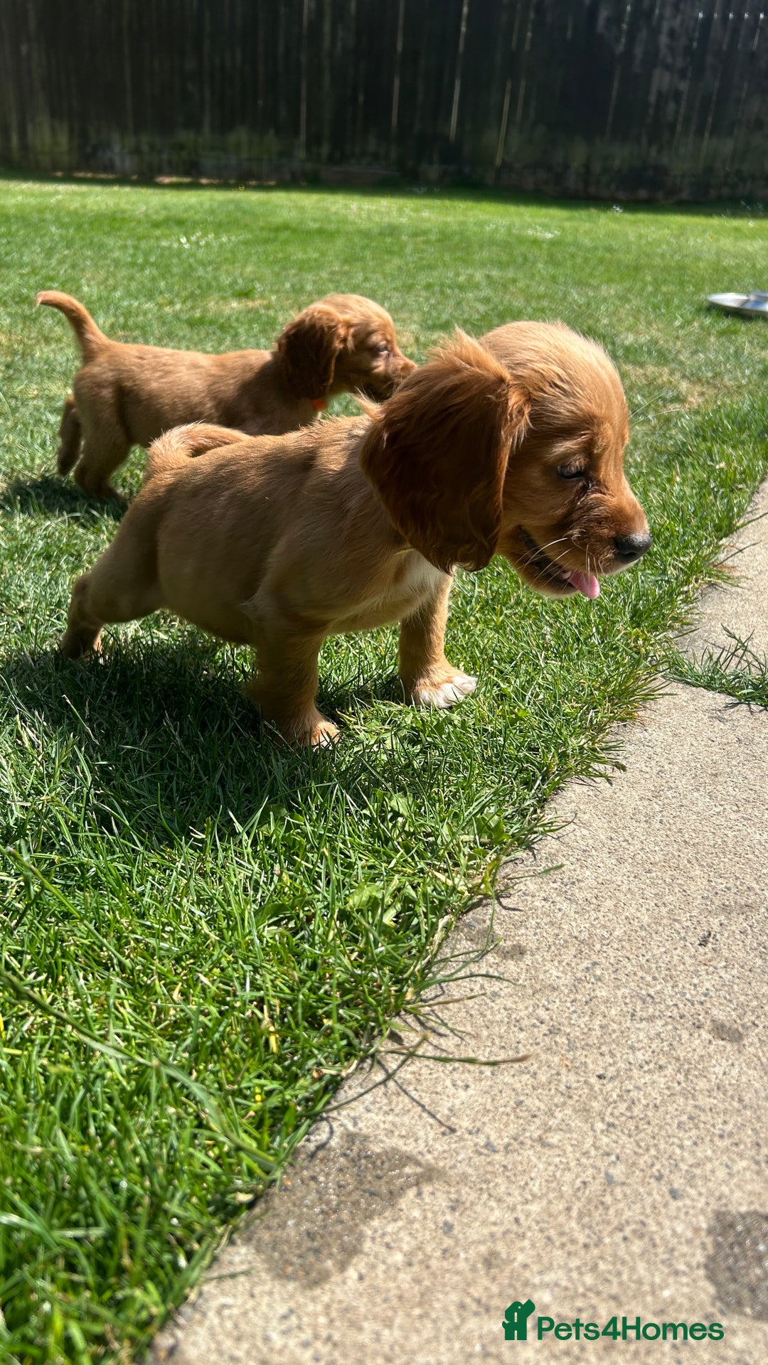 Cocker Spaniel dogs for sale: KC registered Red Cocker Spaniel Pups  - Image 3
