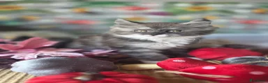 Maine Coon 2