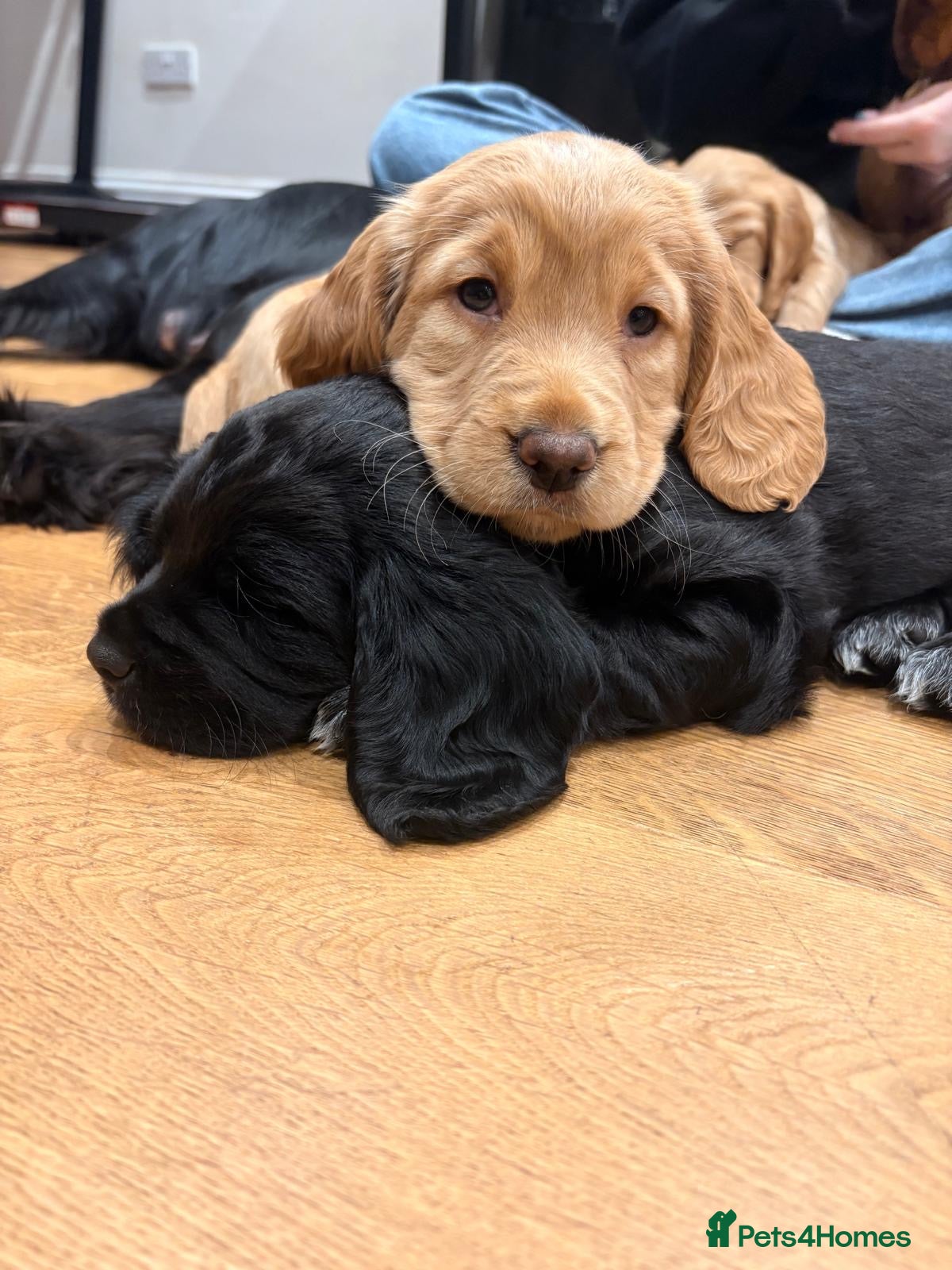 Cocker Spaniel dogs Working cocker spaniel pups - Advert 12