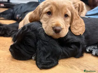 Cocker Spaniel dogs Working cocker spaniel pups - Advert 12