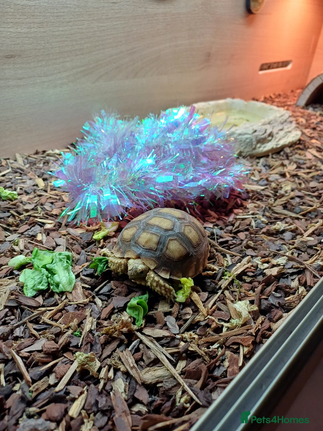 Tortoise reptiles for sale: Sulcata - Advert 1