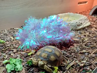 Tortoise reptiles Sulcata - Advert 1