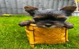 Yorkshire Terrier dogs for sale: Tiny Yorkshire Terrier ( 1 boy and 2girls 🐶🐶) - Image 5