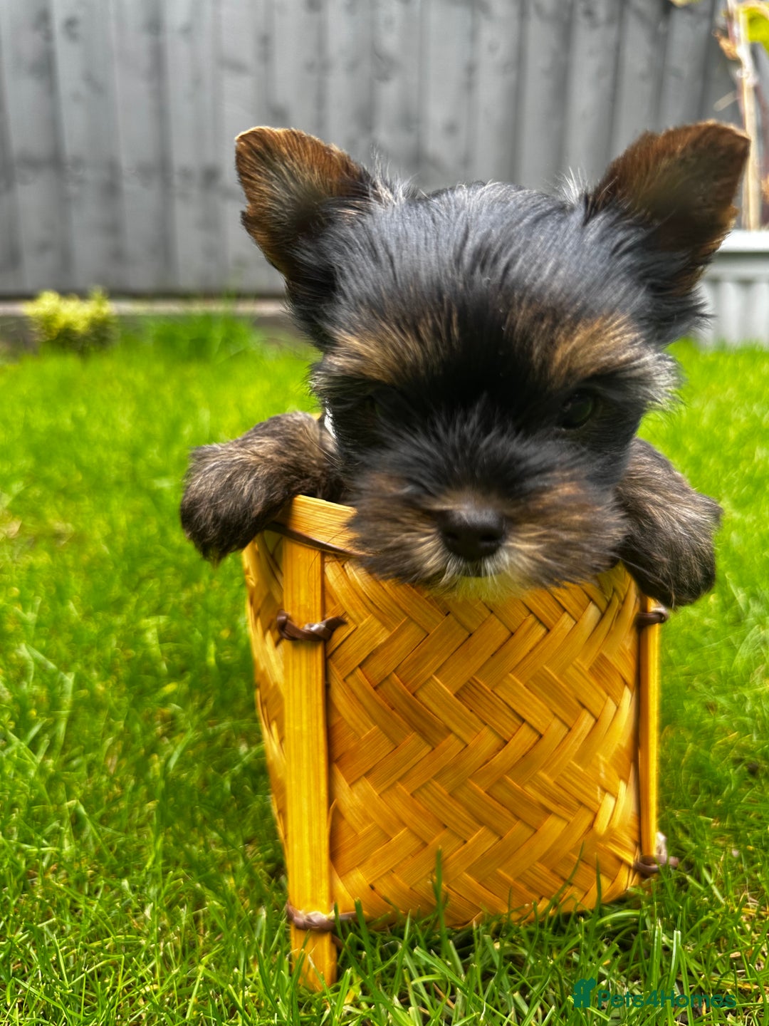 Yorkshire Terrier dogs for sale: Tiny Yorkshire Terrier ( 1 boy and 2girls 🐶🐶) - Image 5