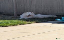 Samoyed dogs for sale: 1 year old Samoyed female for rehome - Image 5