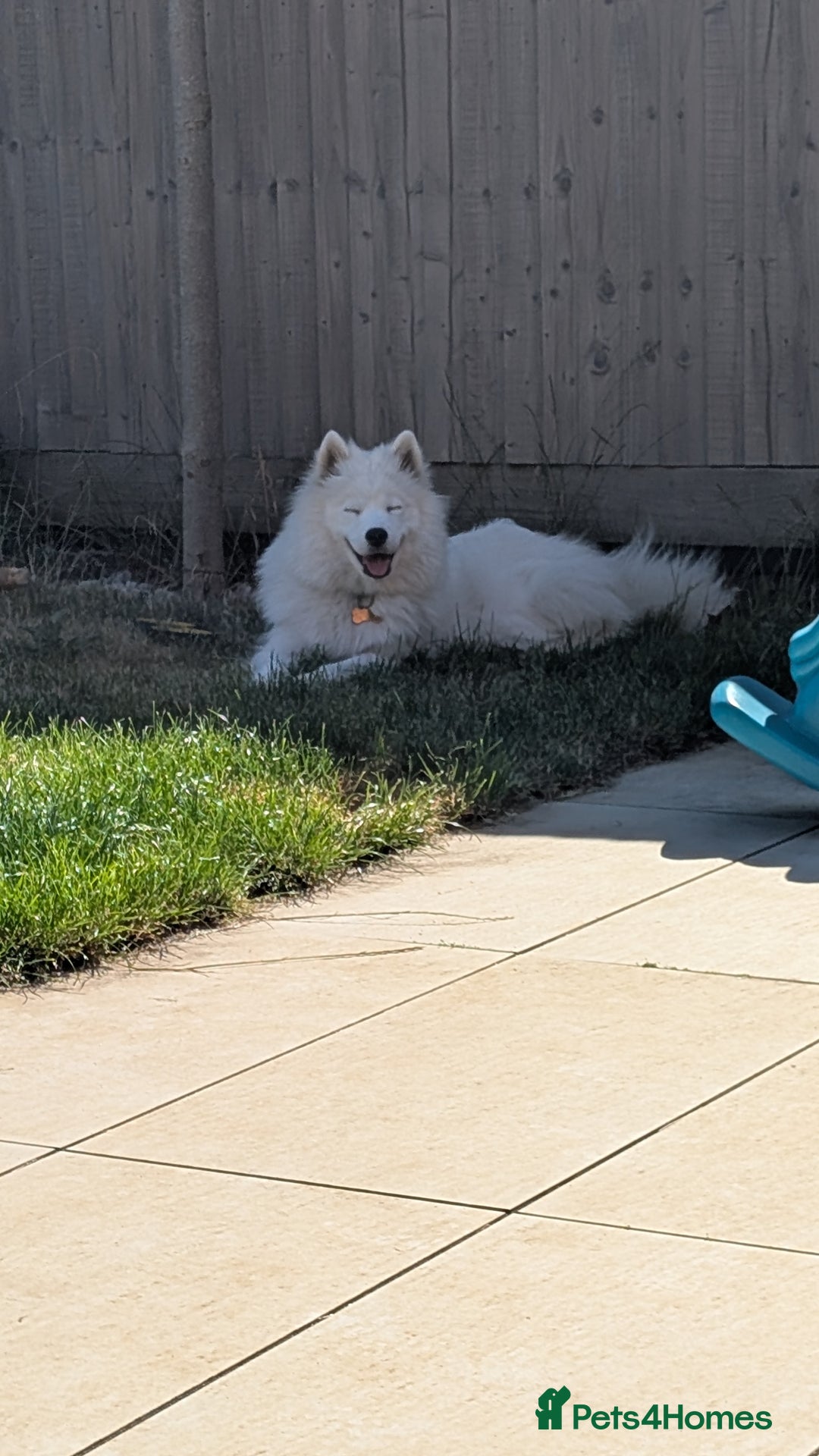 Samoyed dogs for sale: 1 year old Samoyed female for rehome - Image 5