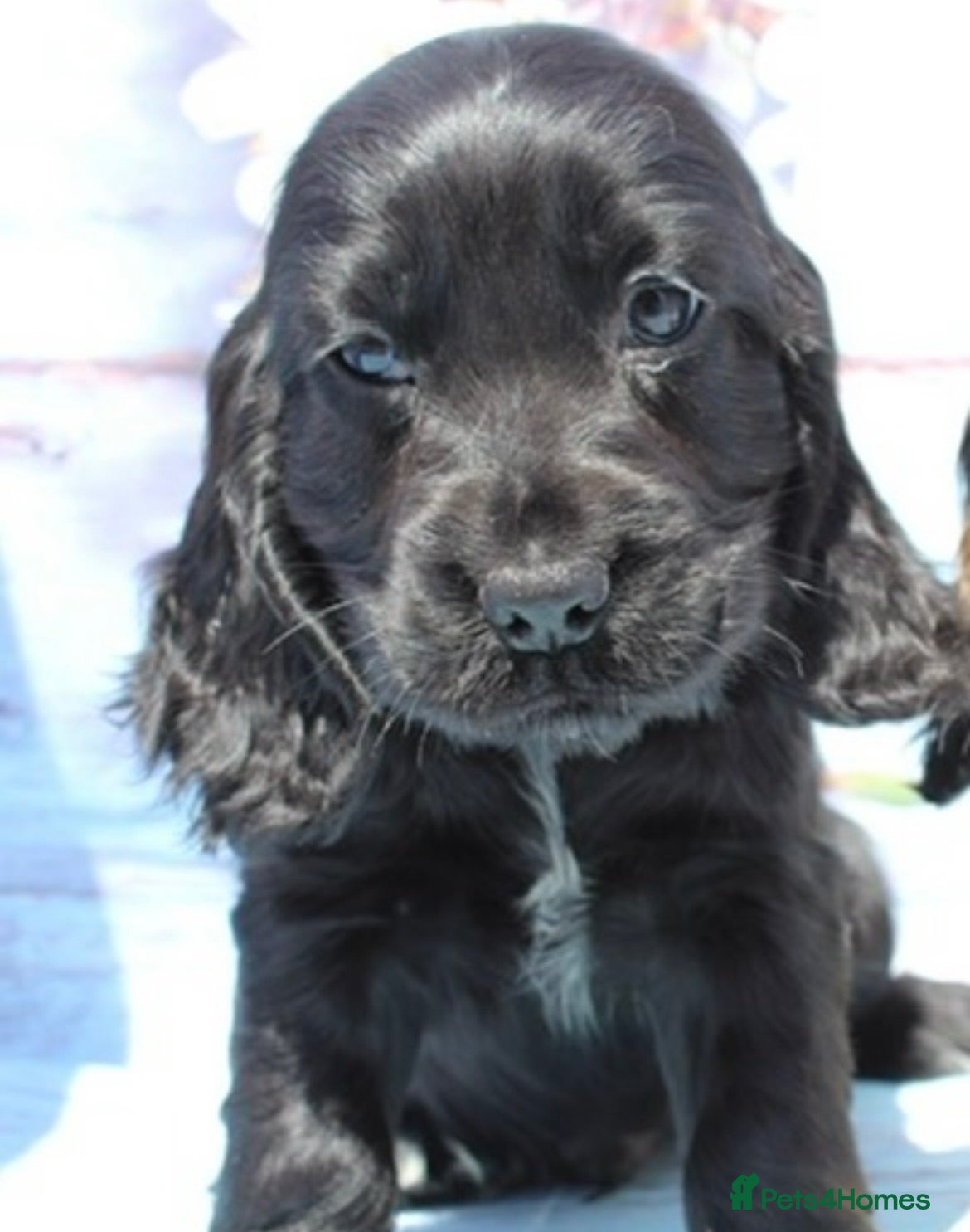 Cocker Spaniel dogs Beautiful KC Registered Show-Type Puppy - Advert 3