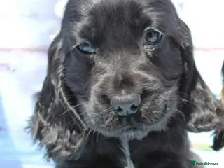 Cocker Spaniel dogs Beautiful KC Registered Show-Type Puppy - Advert 3