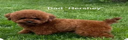 Maltipoo dogs for sale: F1 Asian Toy Maltipoo Due - Advert 4
