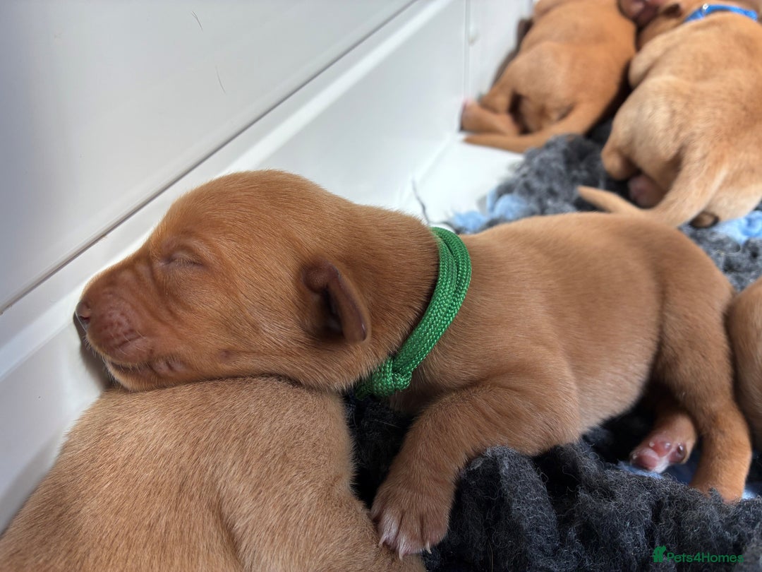 Labrador Retriever dogs for sale: Fox Red Labrador Pups, Health tested parents - Image 19