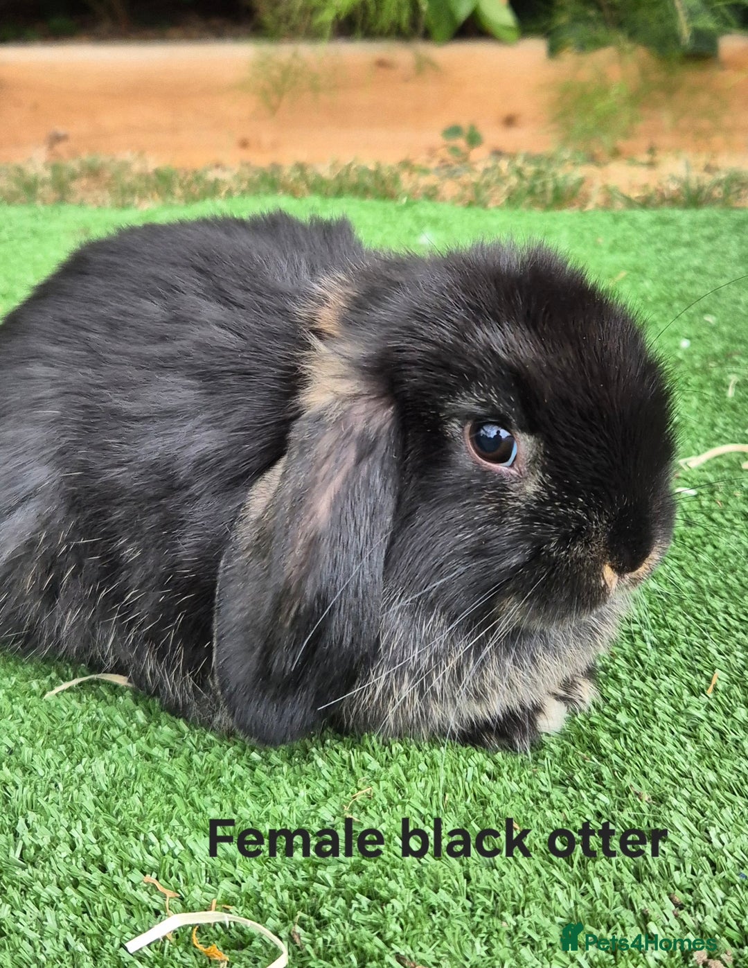 Mini Lop rabbits for sale: Baby mini lop rabbits for sale - Image 5