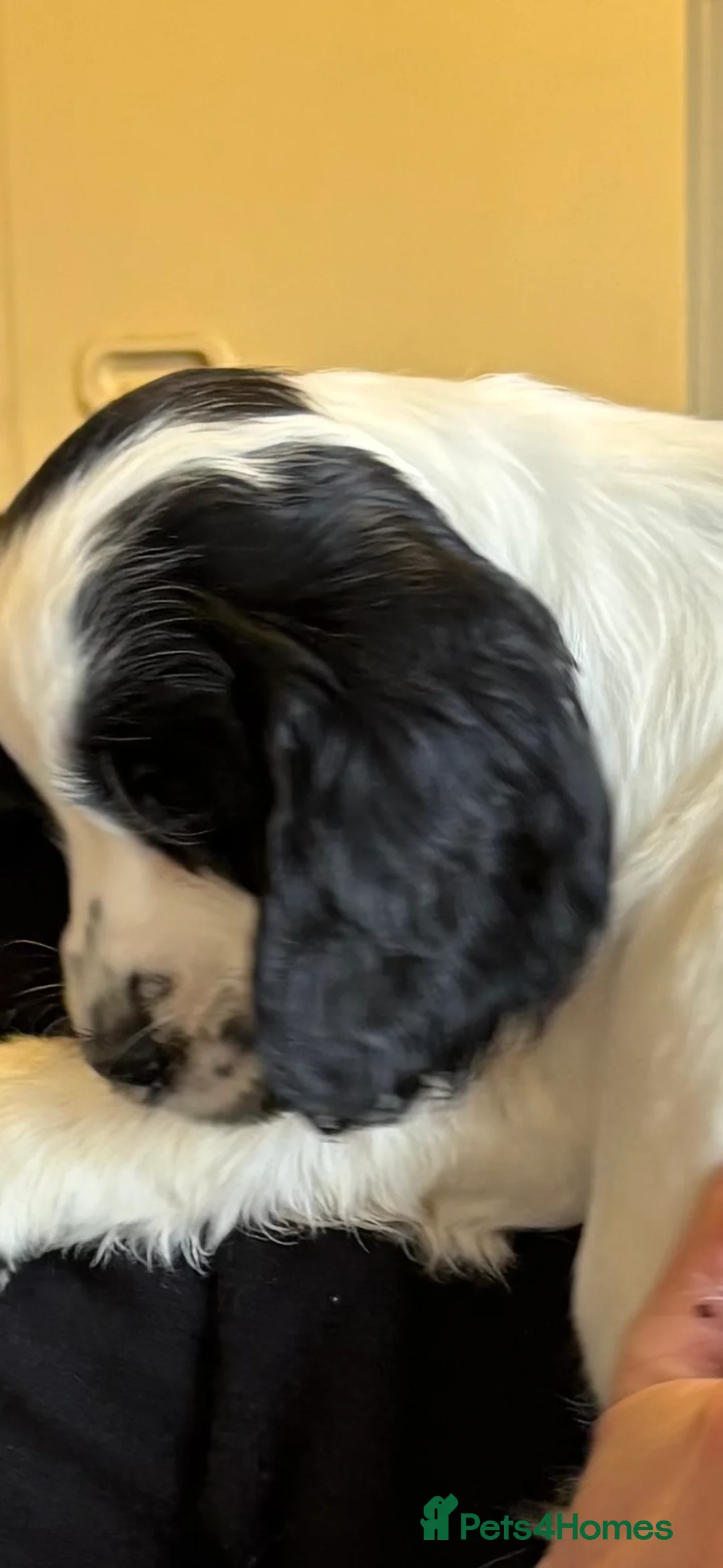 Cocker Spaniel dogs for sale: Show Cocker Spaniel Pups - Advert 2