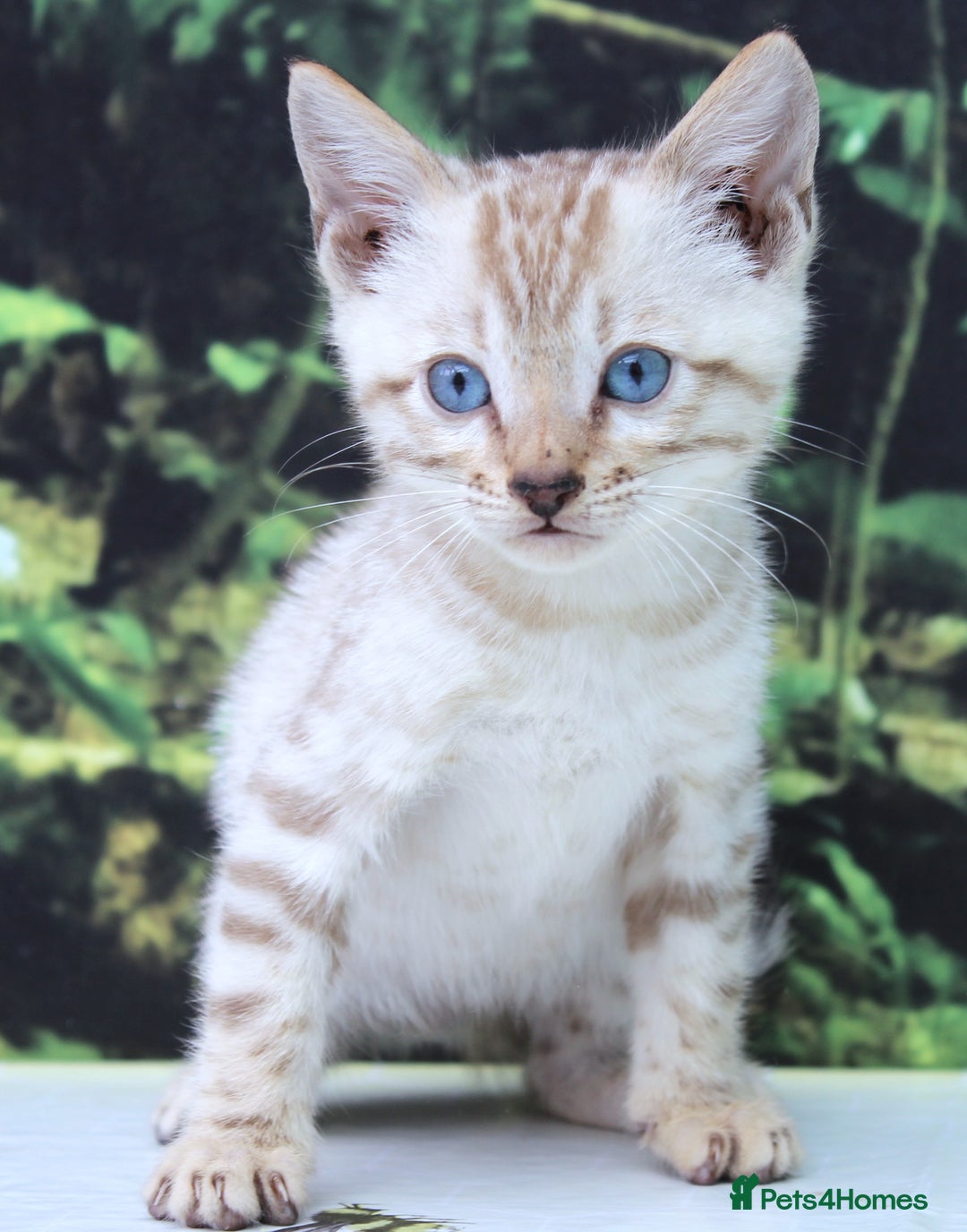 Bengal cats for sale: CUTE SNOW LYNX BENGAL KITTENS (TICA REG) - Image 24