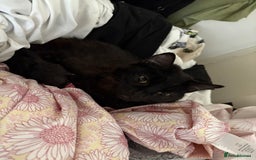 Mixed Breed cats for sale: Ozzie,Batsy and Daisy  - Image 2