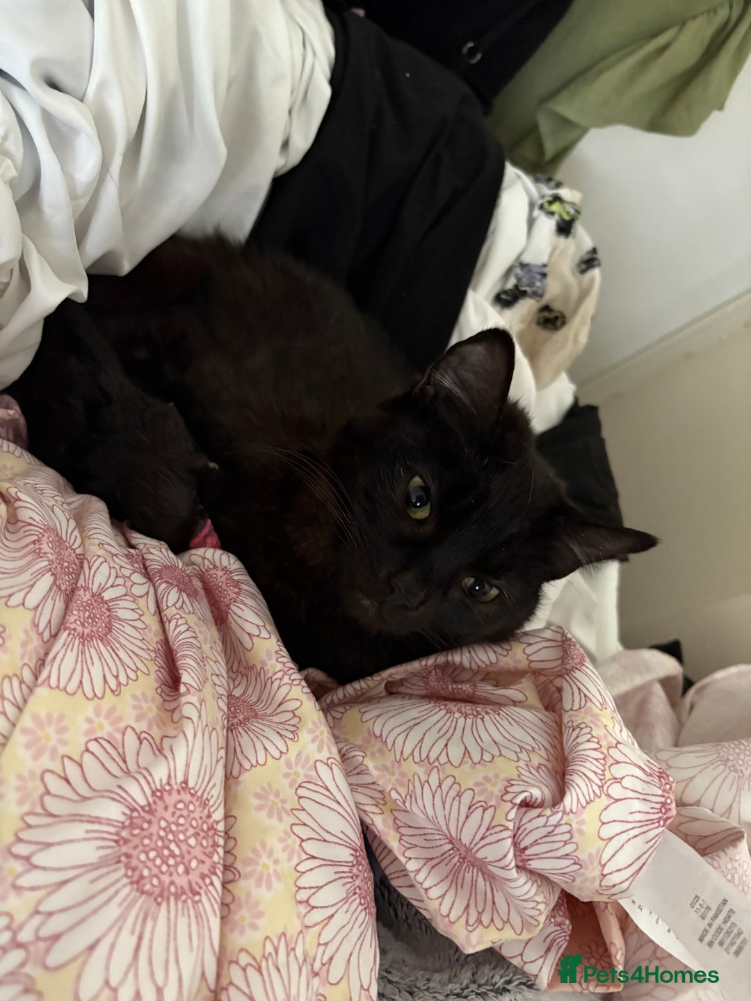 Mixed Breed cats for sale: Ozzie,Batsy and Daisy  - Image 2
