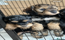 Cockapoo dogs for sale: Taking Genuine Enquired Phantom Female Cockapoo - Image 3